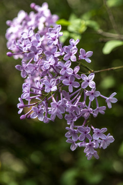 丁香花
