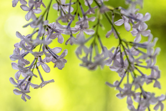 丁香花