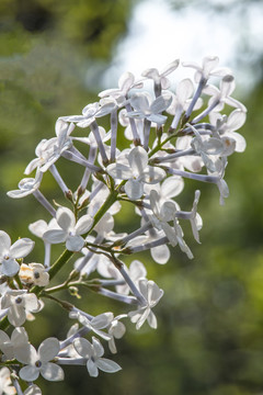 丁香花
