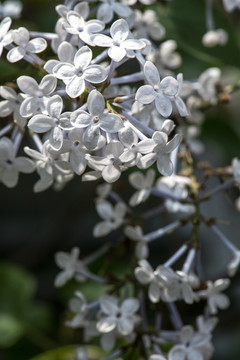 丁香花