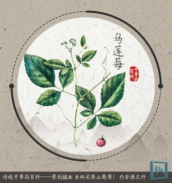 中草药植物乌莲莓