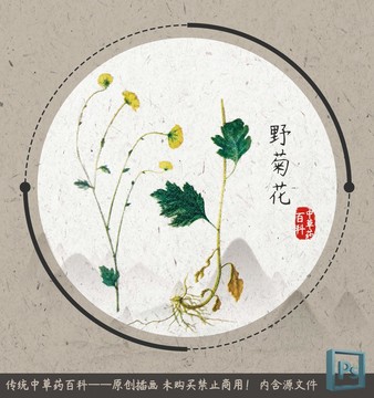 中草药植物野菊花