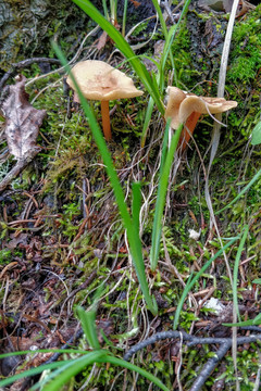 食品森林里的野生蘑菇