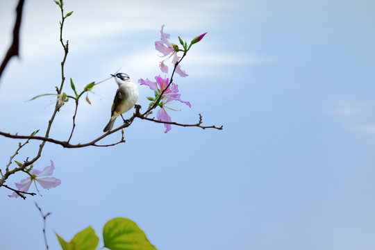 紫荆花