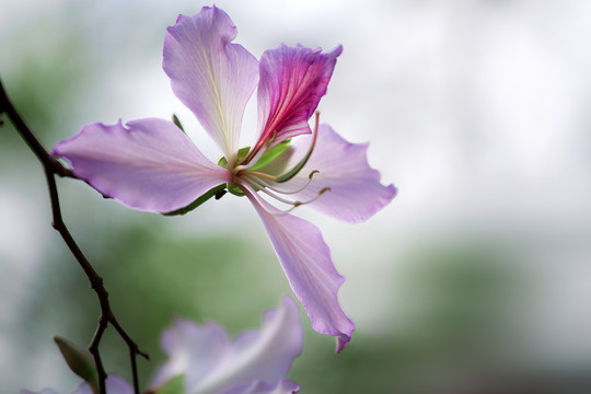 紫荆花