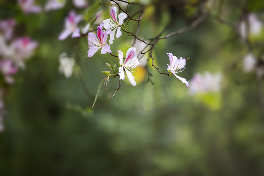 紫荆花