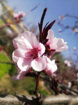 一枝桃花