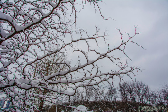 挂着雪挂的长长的细树枝