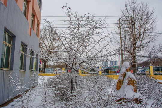 两株挂着雪挂的小树与树丛雪景