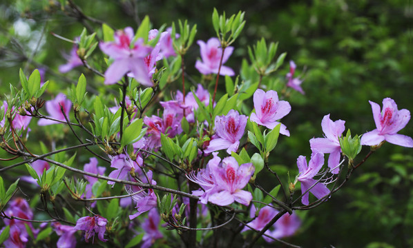 杜鹃花
