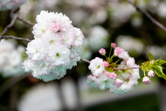 樱花