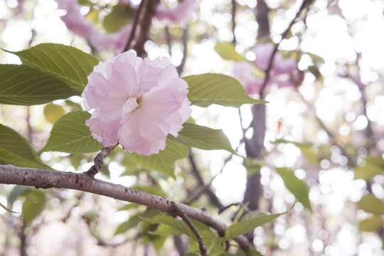 樱花