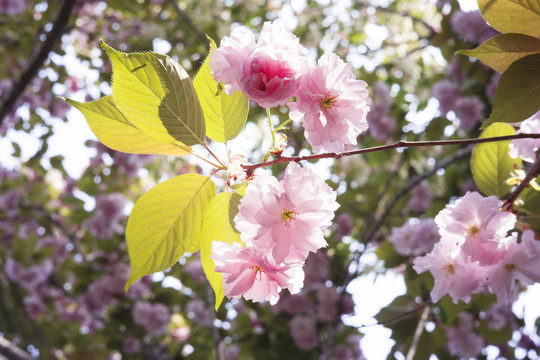 樱花