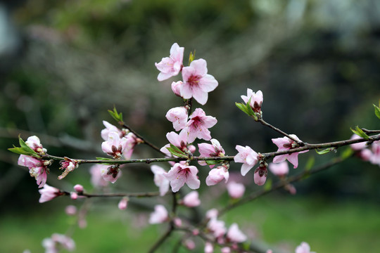 桃花