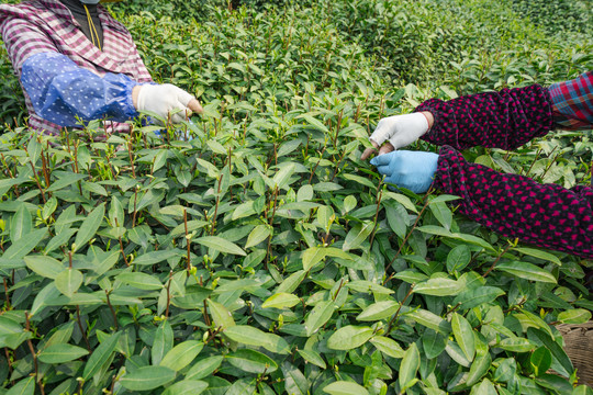 新鲜茶叶采摘