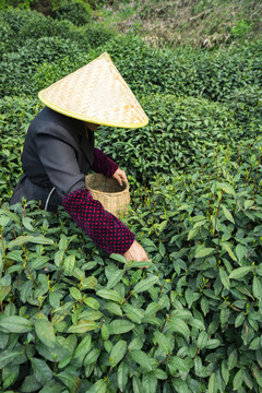 新鲜茶叶采摘