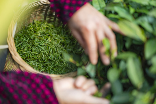 新鲜茶叶采摘