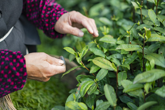 新鲜茶叶采摘