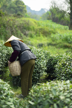 新鲜茶叶采摘