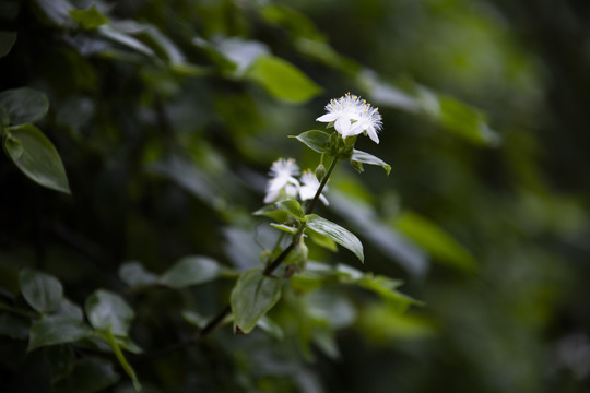 有机蔬菜