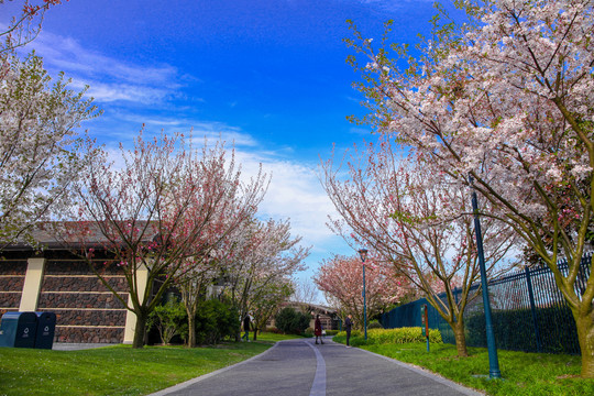 上海四月春天的樱花小道