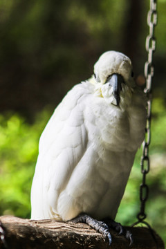 动物园里的白色鹦鹉