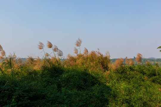 广东湛江湖光岩风景区芦苇草