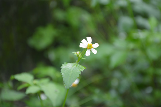 野菊花野外植物