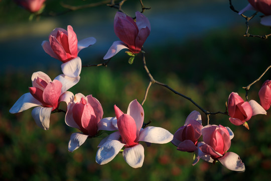 紫玉兰花枝