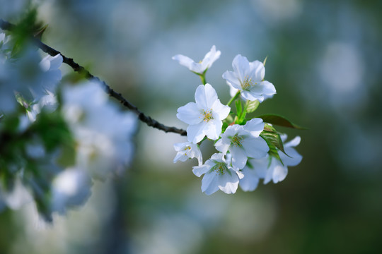 白色山樱花