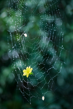 挂了一朵花的蜘蛛网