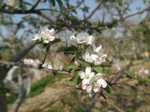 苹果花