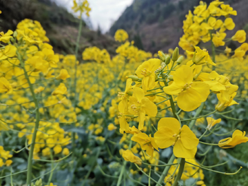 油菜花