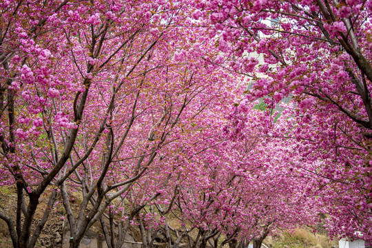 樱花