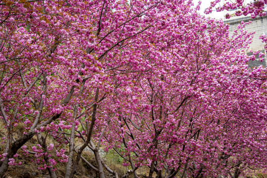 樱花