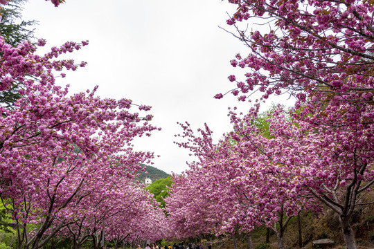 樱花