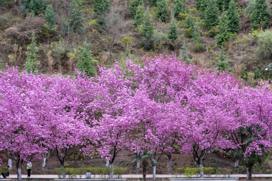 樱花