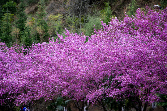 樱花