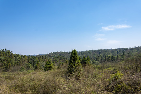 原始森林