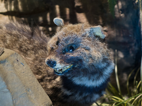 三峡库区野生动物资源大灵猫标本