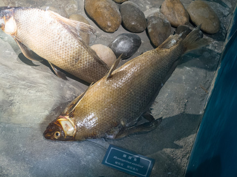 三峡库区野生动物资源胭脂鱼标本