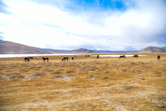 新疆喀什帕米尔高原牧场