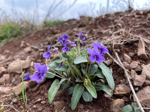 紫花地丁