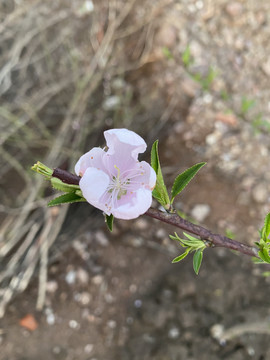 一枝桃花含苞待放