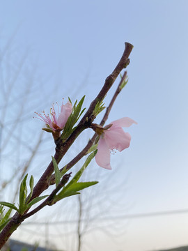 桃花特写