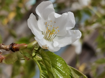 迎春花