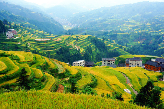 贵州肇兴侗寨堂安梯田秋景