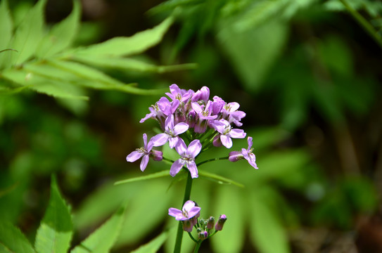 紫花