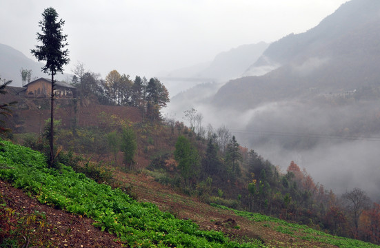 雾中村