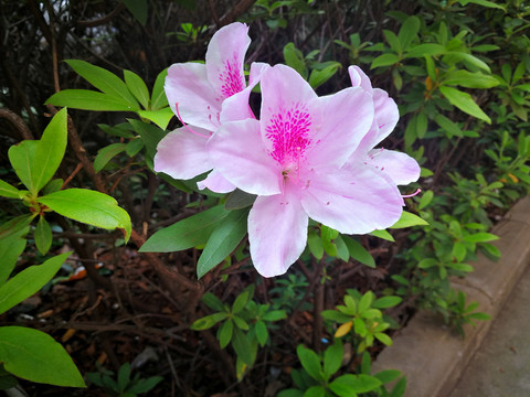 杜鹃花